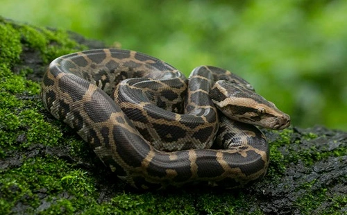 Indian Rock Python