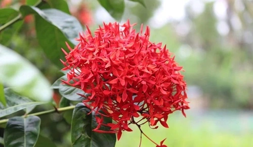 Ixora