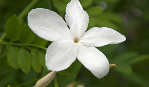 Jasmine