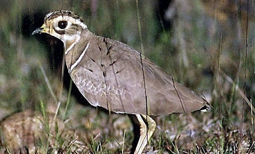 Jerdon's Courser