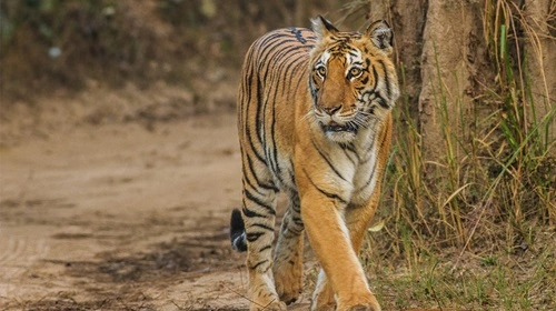 Jim Corbett National Park