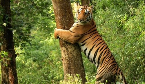 Kanha National Park