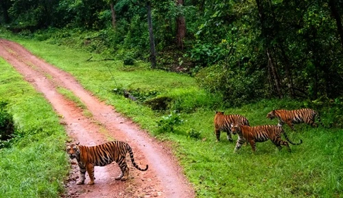 Kanha Tiger Reserve forest