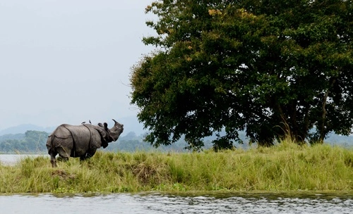 Kaziranga national park