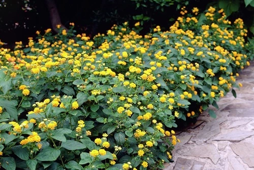 Lantana