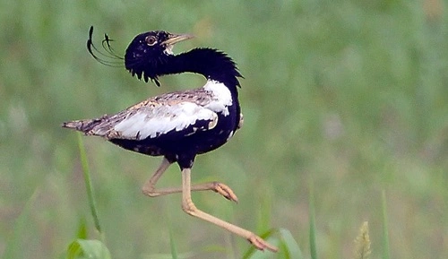 Lesser Florican