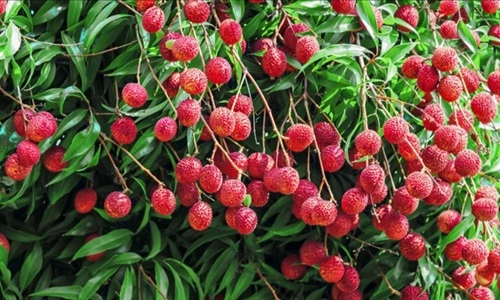 Litchi