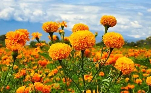 Marigold