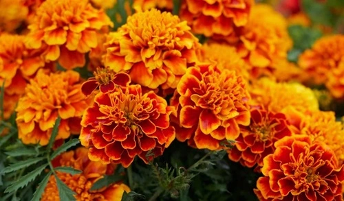 Marigold