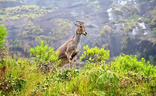 Nilgiri Biosphere Reserve