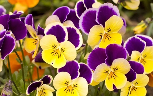 Pansy