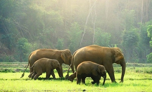 Periyar National Park