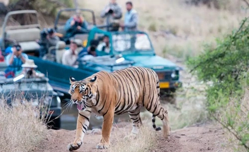 Rathambore National Park