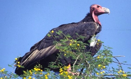 Red-headed Vulture