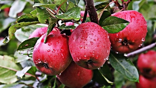 Shimla Apple