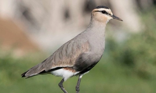 Sociable Lapwing