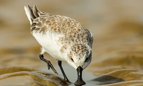 Spoon-billed Sandpiper