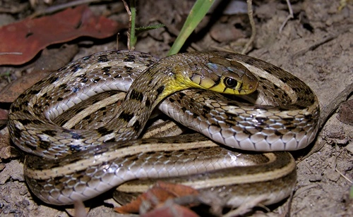 Striped Keelback