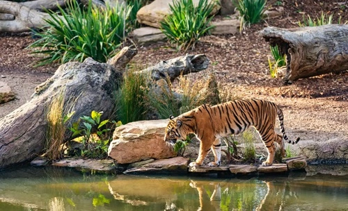 Sundarbans National Park