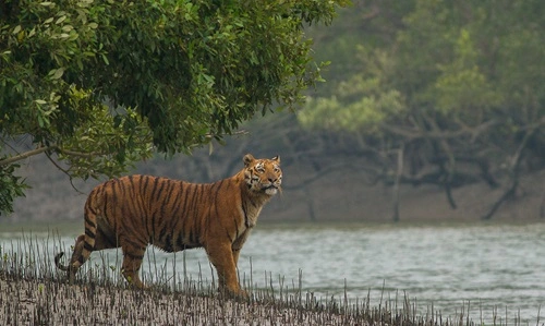 Sundarbans