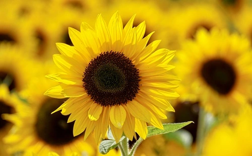 Sunflower