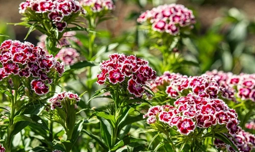 Sweet William