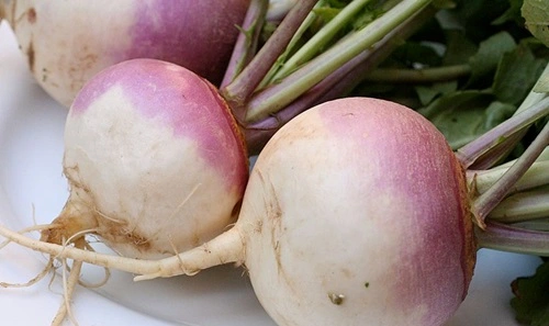 Turnip