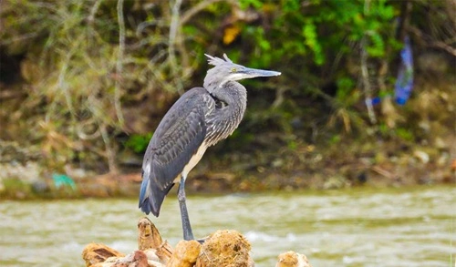 White-bellied Heron